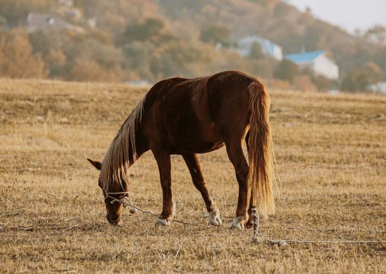 TV UC – Ideias para você treinar seus próprios cavalos
