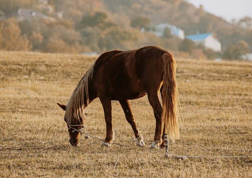 TV UC – Ideias para você treinar seus próprios cavalos