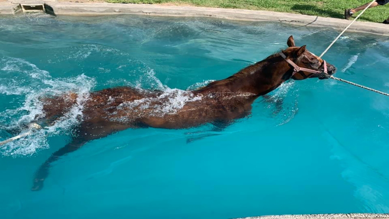 A natação para cavalos vem se apresentando como uma prática cada vez mais comum, no intuito de aumentar a longevidade da carreira dos cavalos
