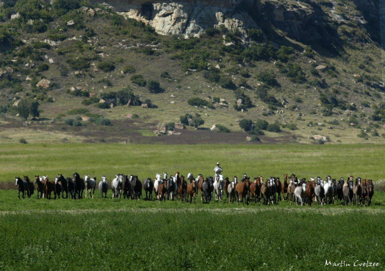 Cavalgada na África do Sul – Reserva de Witteberg