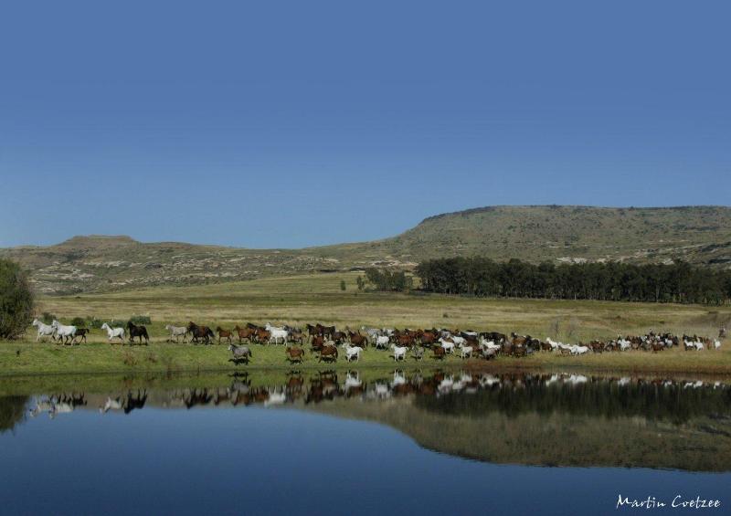 Cavalgada na África do Sul - Reserva de Witteberg 