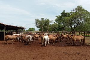 Gira Técnica no Tocantins chega ao fim com quase 3 mil km rodados