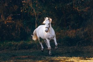 Como obter bom condicionamento nos cavalos de esporte