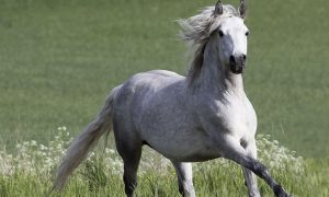 Connemara Pony é uma raça de pôneis originária da Irlanda