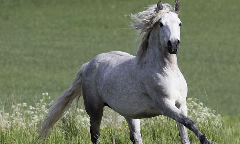 Connemara Pony é uma raça de pôneis originária da Irlanda