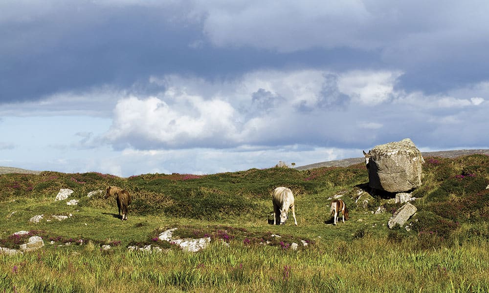 Connemara Pony é uma raça de cavalos atraentes, encantadores e amigáveis quanto a própria Ilha Esmeralda na Irlanda onde surgiram