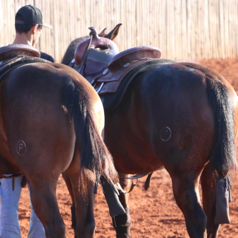 O protetor de cauda dos cavalos é um item indispensável a fim de evitar nós ou acúmulo de sujeira. Os cuidados variam de acordo com a rotina