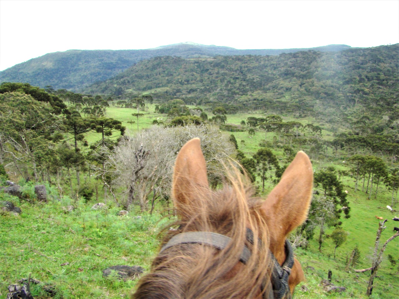 Um cavalo em um campo com a palavra cavalo na frente