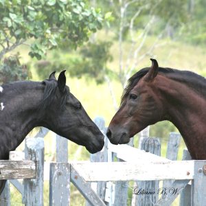 Haras Kitanda: há mais de 50 anos criando o Mangalarga Marchador