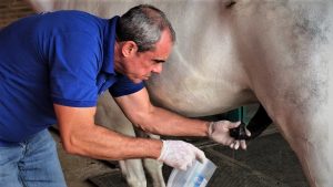 Higienização em garanhões contribui para o bom resultado da coleta