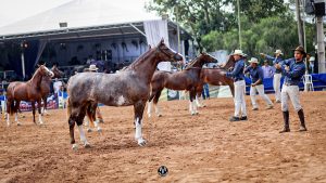 Expo Nacional Mangalarga: ABCCRM se prepara para a edição de 2020