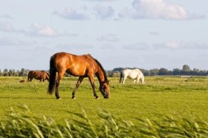 Nutrição equina está diretamente ligada ao bem-estar animal