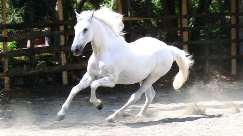 O cavalo andaluz é uma das raças mais antigas do mundo