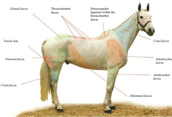A fim de conhecer como seu cavalo se movimenta você precisa entender o sistema muscular-ósseo dele; veja esses princípios básicos 