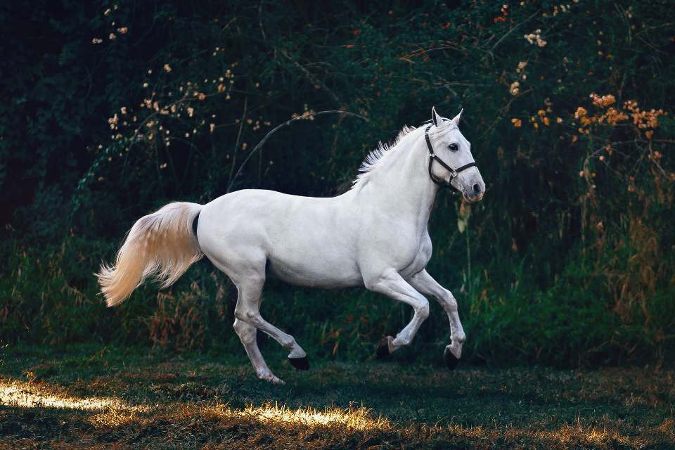 Princípios básicos a respeito do sistema muscular do cavalo