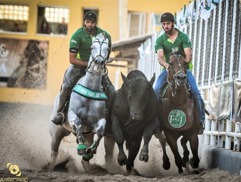 Leilão Confraria HFJ 2020 vai ofertar selecionadas fêmeas de elite