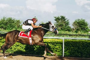 Vitamina C é um antioxidante para cavalos atletas