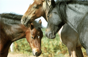 Você sabe como os cavalos dormem?