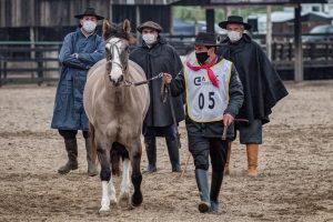 Cavalo Crioulo é referência de combate à pandemia