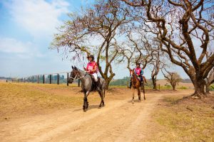 Cavalo Crioulo fecha  ano com importantes conquistas no Enduro