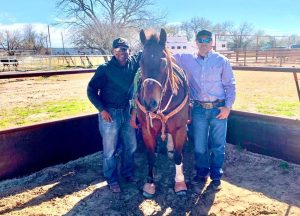 Cavalo criado no Brasil disputa NFR no Tie-Down Roping