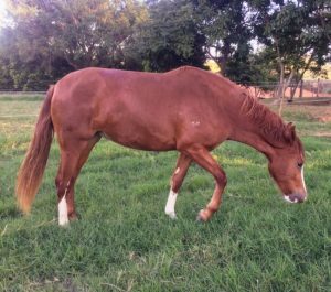 Cuidados com o cavalo: manejo alimentar