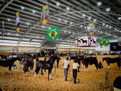 Mangalarga dá um show em pista na 42ª Expo Nacional
