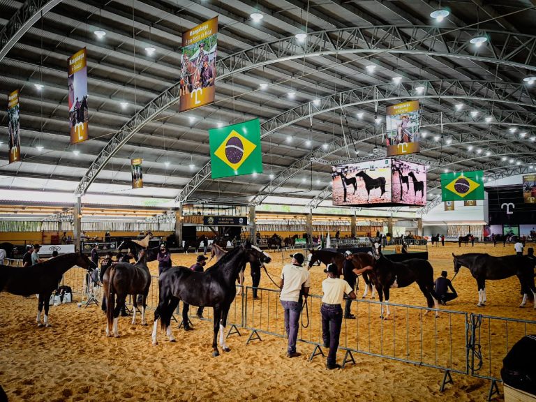 Mangalarga dá um show em pista na 42ª Expo Nacional
