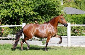 Haras Anaití: há 14 anos se dedicando na criação do Campolina funcional