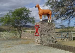 Haras Passira: há 40 anos criando Quarto de Milha com qualidade genética