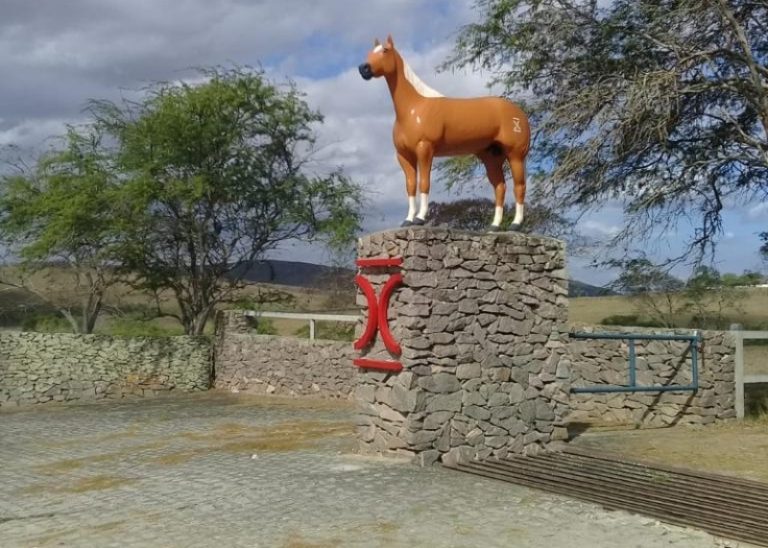 Haras Passira: há 40 anos criando Quarto de Milha com qualidade genética