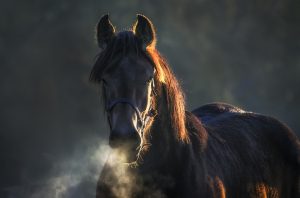 O corpo do cavalo fala – comportamento animal