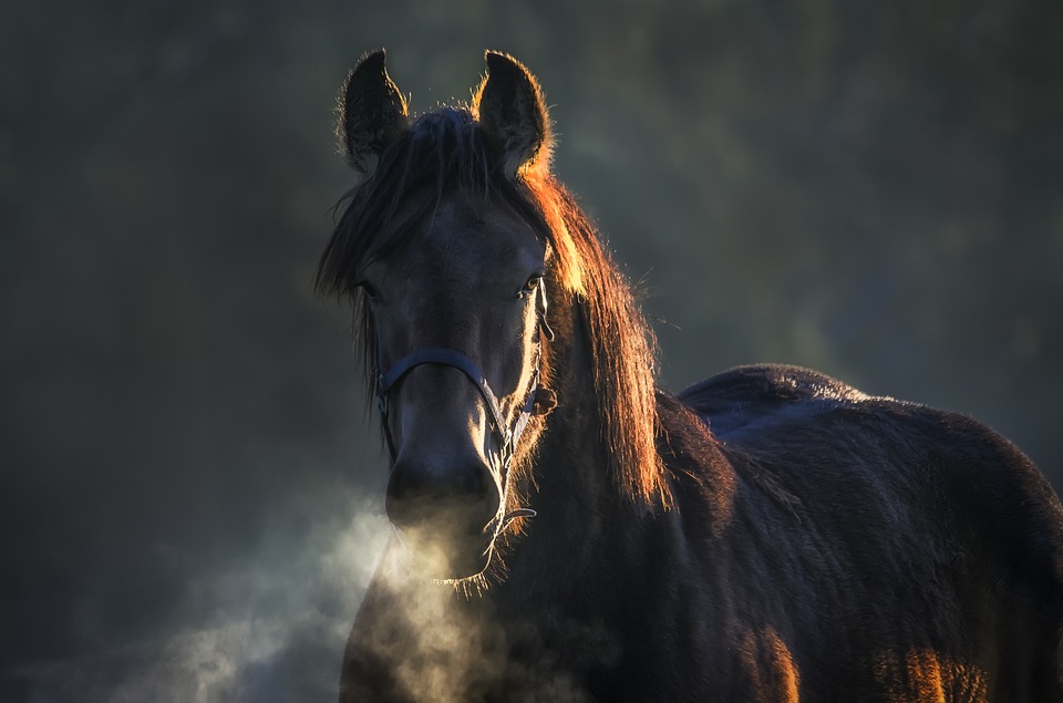 O corpo do cavalo fala – comportamento animal