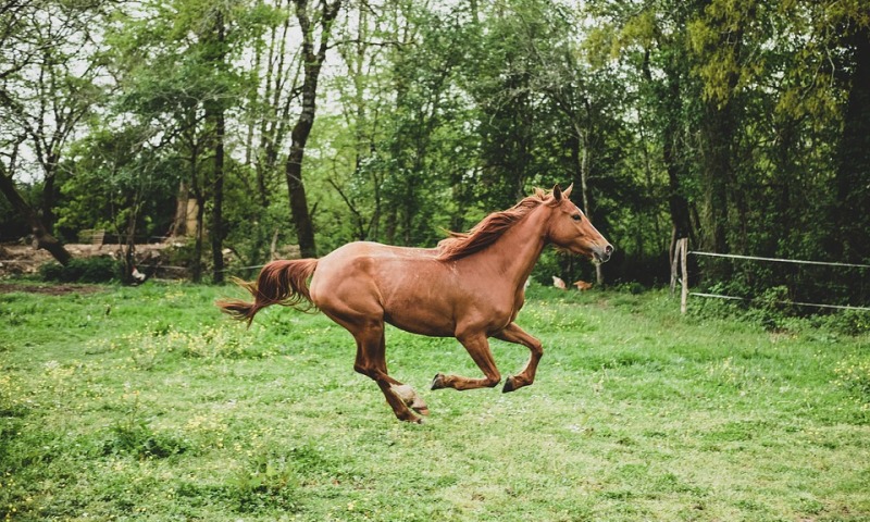 Perceber os sinais do corpo do cavalo ajuda-nos a entender as atitudes para que possamos adotar um manejo de segurança no trato com eles