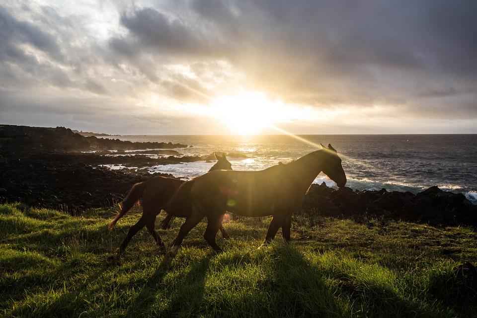 Seu cavalo está de férias? Veja como cuidar dele nesse período