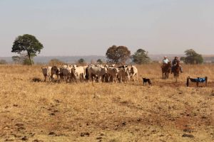 Uso de cães de pastoreio na lida dos cavalos com o gado