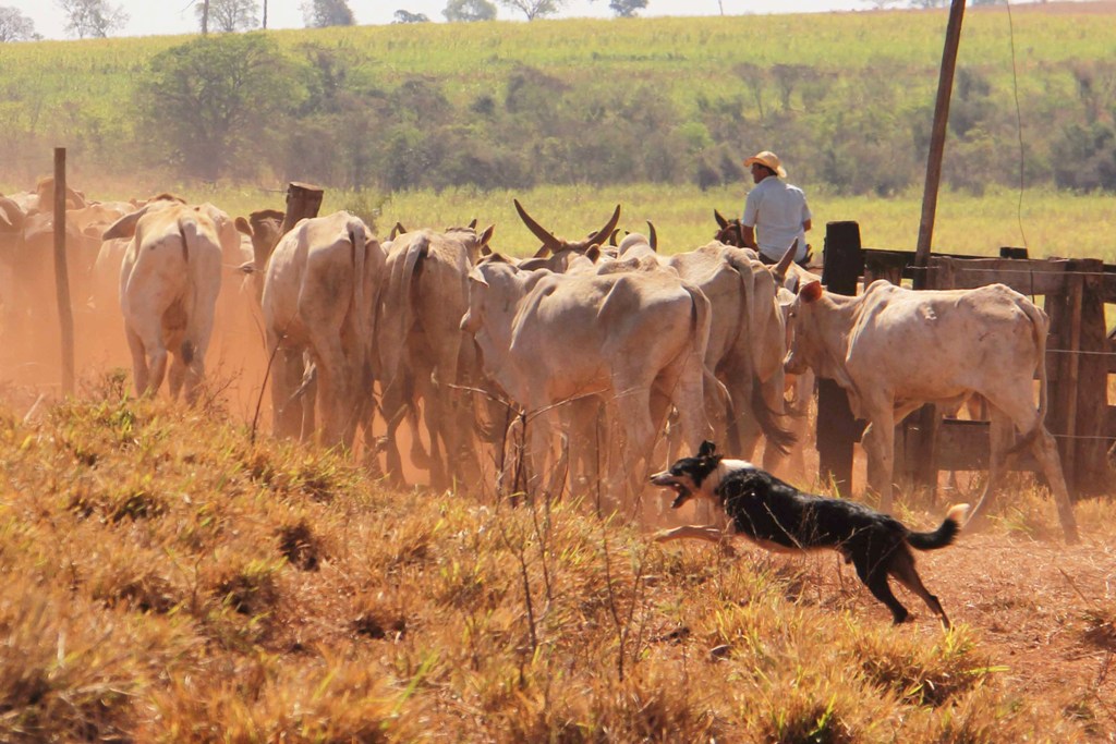 Algumas características dos cães de pastoreio que são extremamente proveitosas no trabalho da lida dos cavalos com um rebanho 