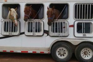 Dicas de segurança para cavalos em trailers