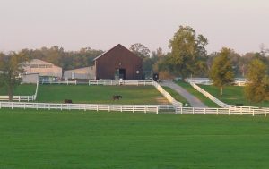 Instintos do cavalo e sua influência no projeto de um haras