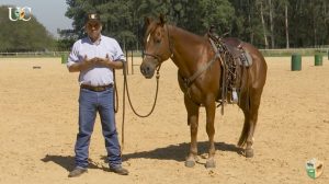 TV UC – Um novo cavalo para treinar, o que faço na primeira sessão?