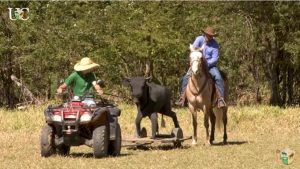 TV UC – Como ensinar um cavalo a praticar laço