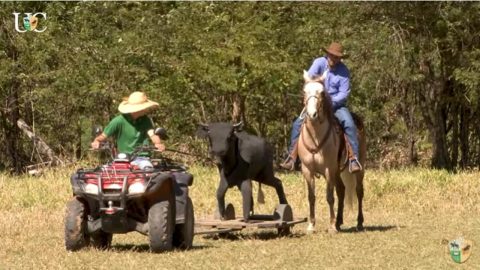 TV UC – Como ensinar um cavalo a praticar laço