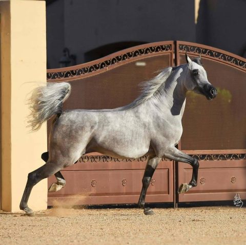 Você sabe por quê a cauda do cavalo Árabe fica levantada?