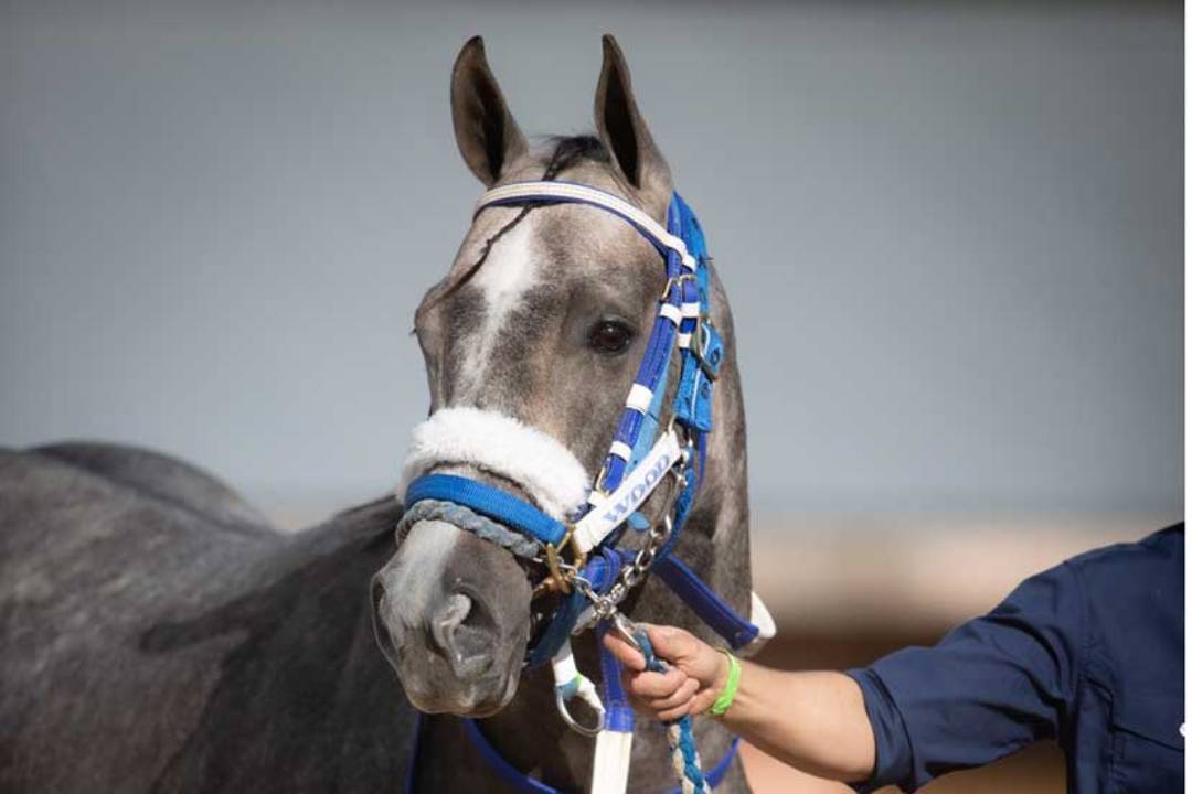 Cavalo brasileiro é eleito melhor da América do Sul pela AQHA Cavalus