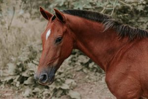 Cavalo x Eletricidade: entenda melhor esse ‘encontro’