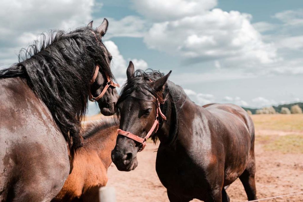 Diante do reconhecimento de boas práticas de manejo e bem-estar animal, a relação entre cavalo x eletricidade foram colocadas em pauta