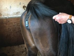 Chip em éguas melhora qualidade do atendimento durante partos