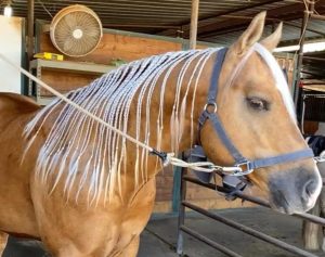 Crina de cavalos ganha trançado especial