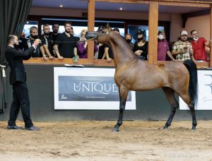 Especial Nacional: Programa do Cavalo Árabe apresenta 2ª edição da série