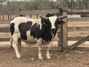 Leilão de touros de rodeio oferecerá animais com genética americana